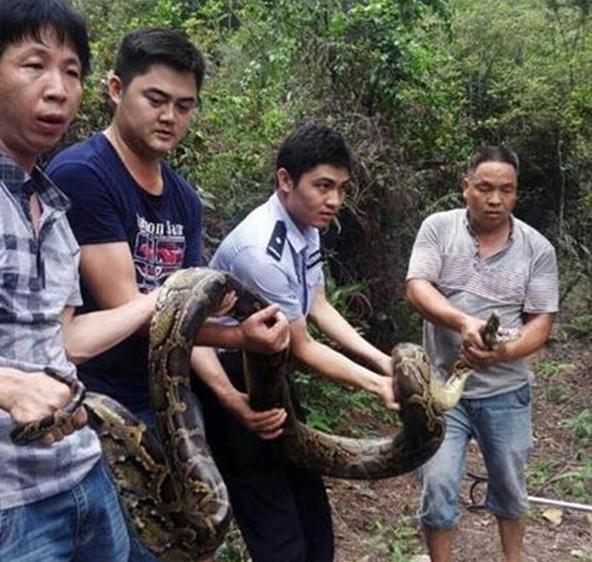 4米長蛇吃山羊