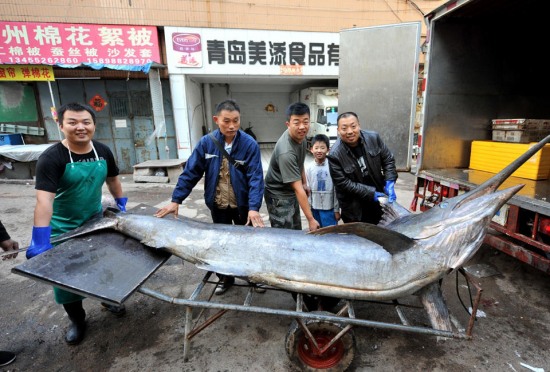 青島漁民破紀錄：捕獲619斤巨型箭魚。