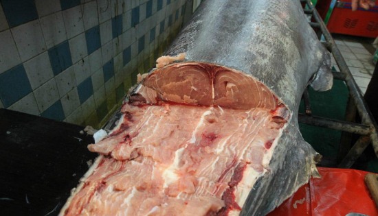 青島漁民破紀錄：捕獲619斤巨型箭魚。