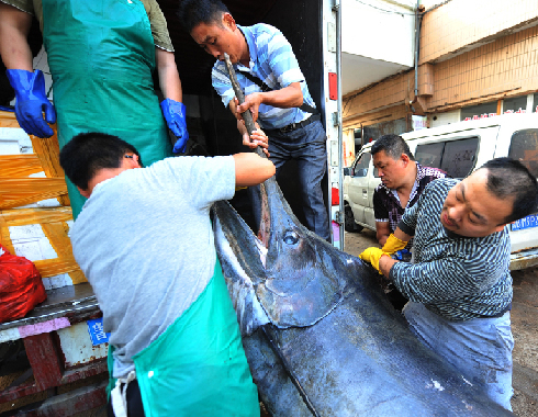 青島漁民捕獲690斤箭魚王