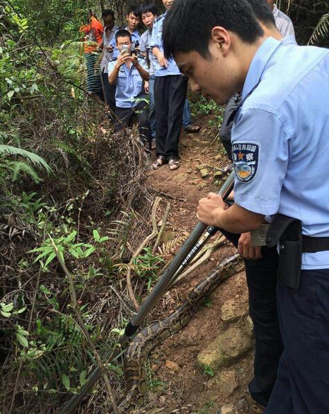 4米長蛇吃山羊