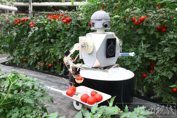日本機器人菜園
