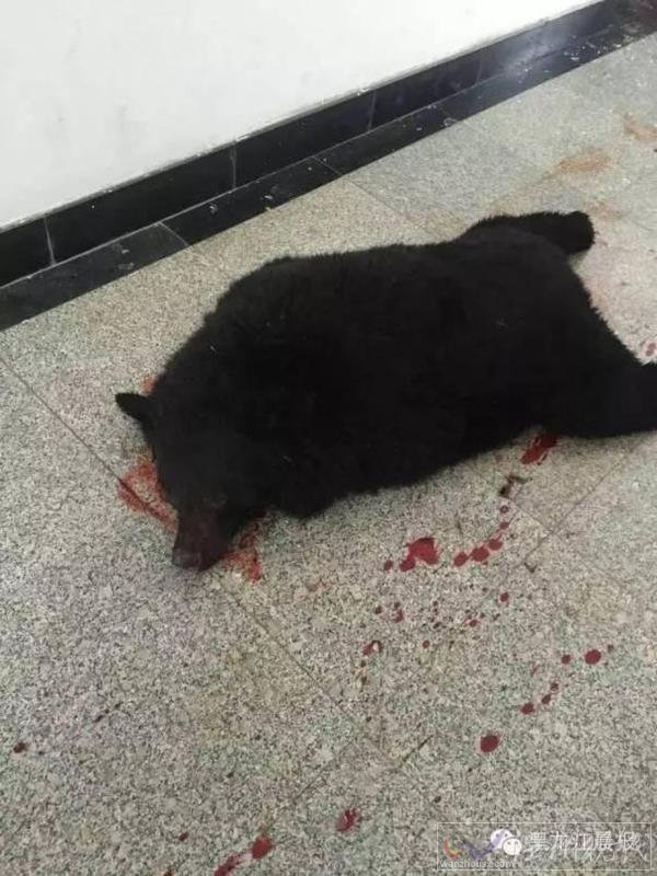 學校教室闖進黑熊