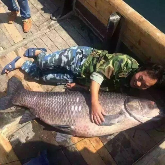 千島湖捕獲180斤魚王