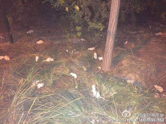 奧森公園現白鼠