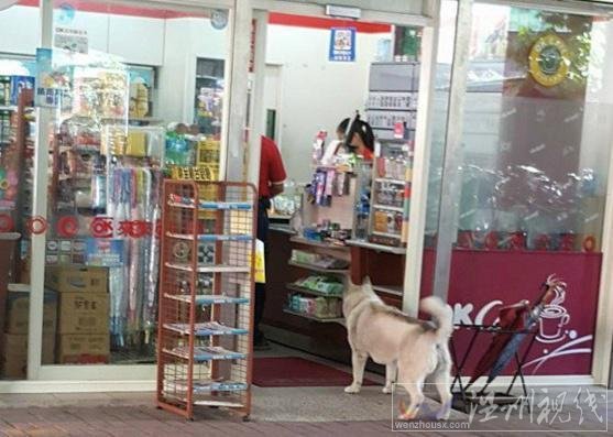 臺(tái)灣一只哈士奇會(huì)攔路打劫