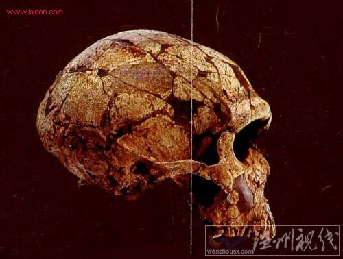 安徽華龍洞遺址發(fā)現(xiàn)多個古代人類頭骨化石