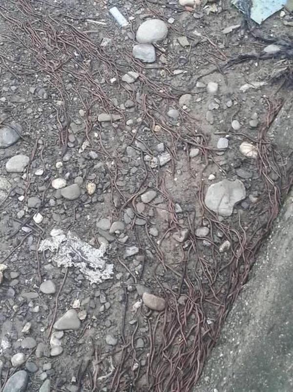 蚯蚓集體大逃亡