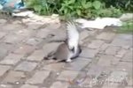 老鼠鴿子當(dāng)街對決視