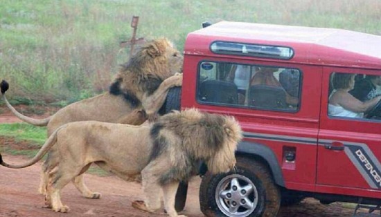 游覽車遭獅群圍攻