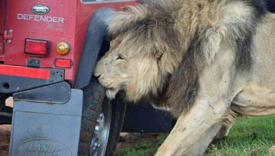 游覽車遭獅群圍攻