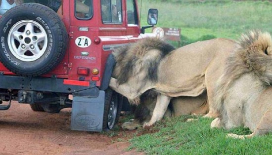 游覽車遭獅群圍攻