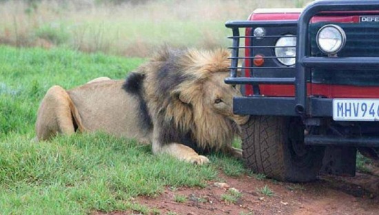 游覽車遭獅群圍攻