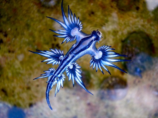 澳海灘現奇特生物