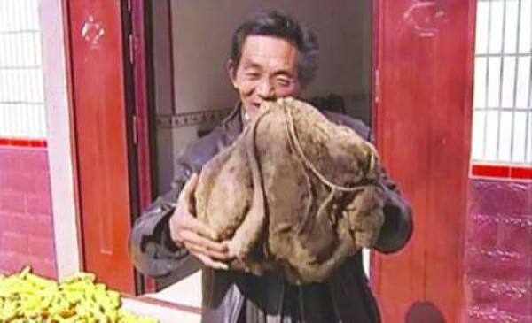 老農(nóng)種出超級山芋