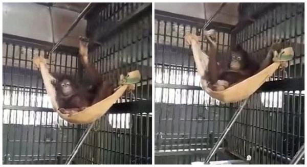 泰國猩猩自制吊床