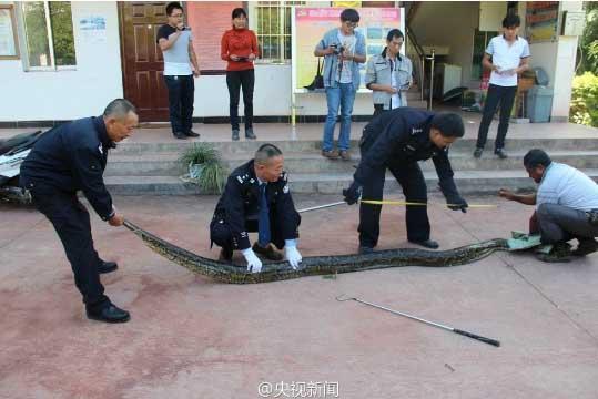 修公路現百歲蟒蛇