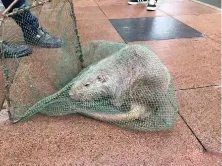 溫醫大巨鼠