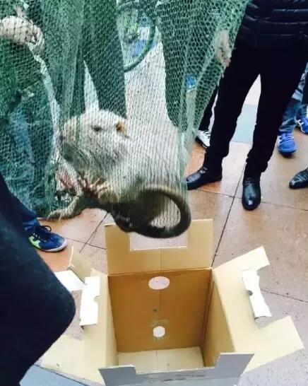 溫醫大巨鼠