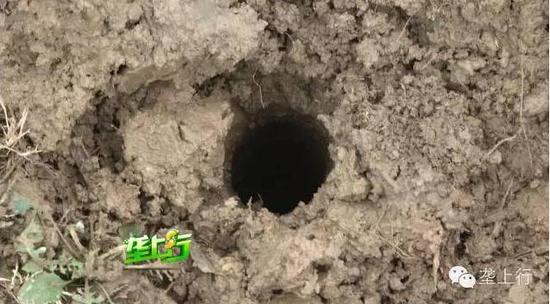 魚內臟被爆炸震碎