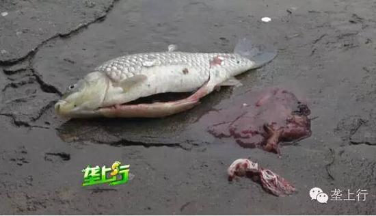 魚內臟被爆炸震碎