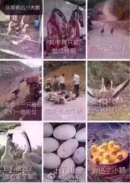 網紅鵝已被宰殺