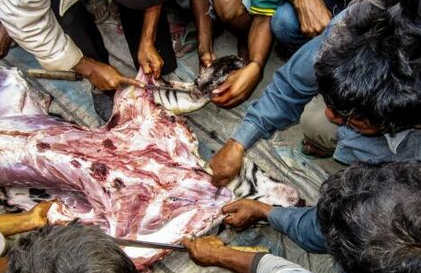 農民宰殺老虎吃肉