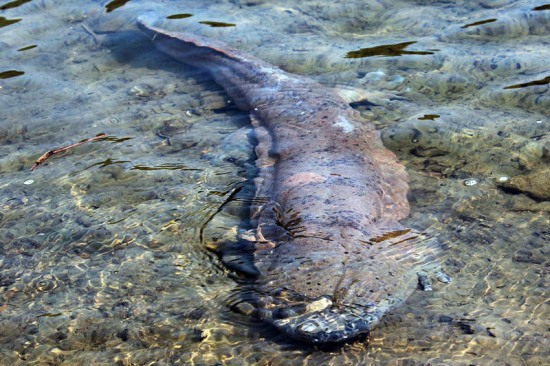 浙江發(fā)現(xiàn)1米多長娃娃魚