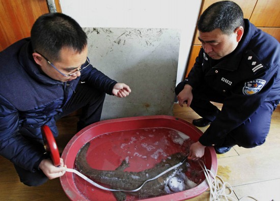 浙江發(fā)現(xiàn)1米多長娃娃魚