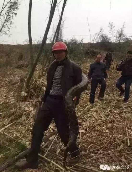 工地現超級大蟒蛇