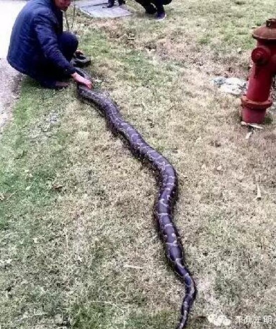 工地現超級大蟒蛇