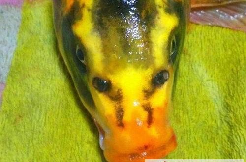 湖南發(fā)現(xiàn)人面鯉魚