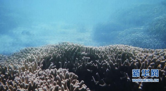 三沙發現海洋藍洞