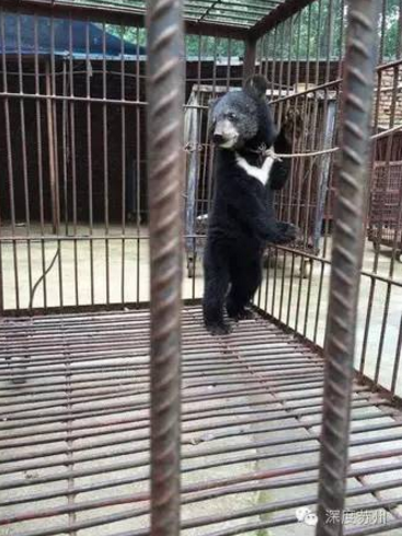 蘇州馬戲團虐熊
