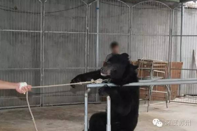 蘇州馬戲團虐熊