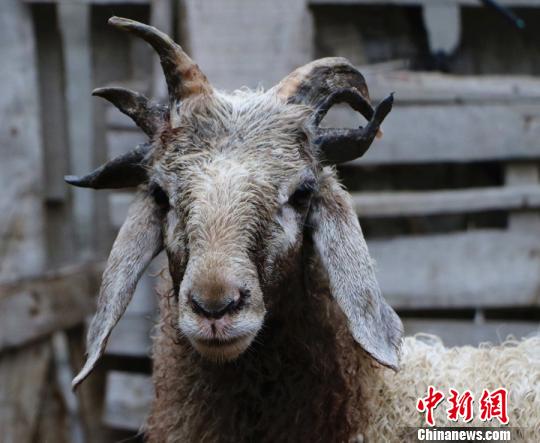 半歲綿羊五只犄角