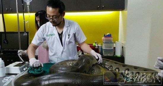 醫(yī)生為巨蟒切腫瘤