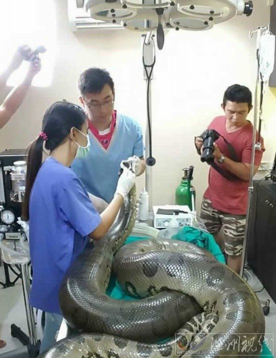 醫(yī)生為巨蟒切腫瘤