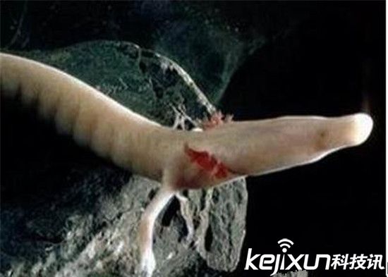 男子發現像龍生物