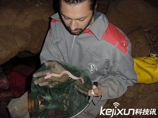 男子發現像龍生物