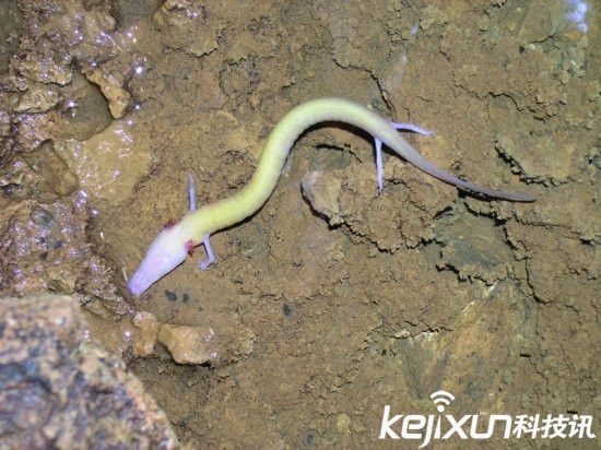 男子發現像龍生物