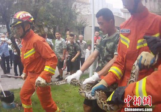 小區現身3米巨蟒 重慶江津某小區有人養蟒蛇