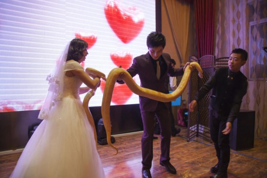 婚禮上互贈黃金蟒