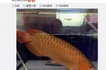 羅玉鳳曬晚飯照 鳳姐轉的