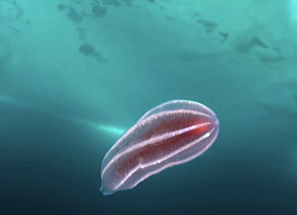冰蓋下現(xiàn)奇異生物