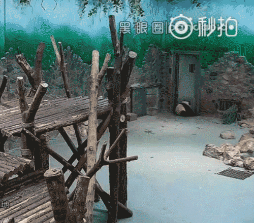 熊貓?jiān)獯拄攲?duì)待