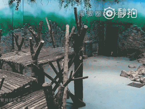 熊貓幼崽遭飼養(yǎng)員粗魯對(duì)待 畫面曝光