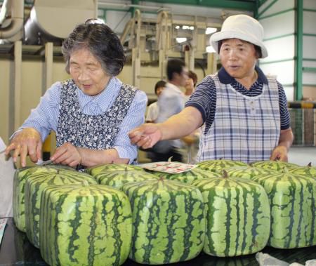 日本開賣方形西瓜