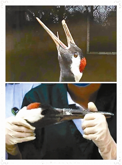 3D打印鈦合金鳥嘴為丹頂鶴裝“鈦合金鳥嘴”