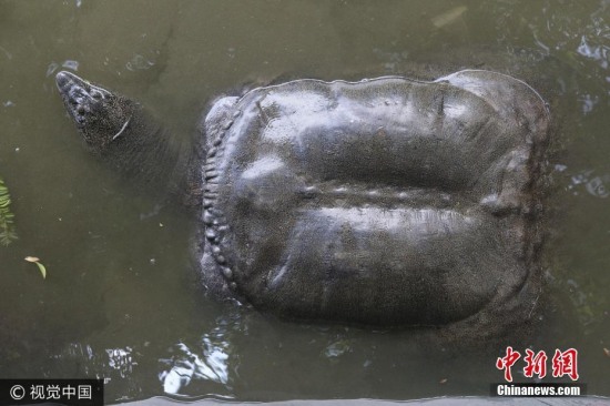 福建水池內現神秘巨黿